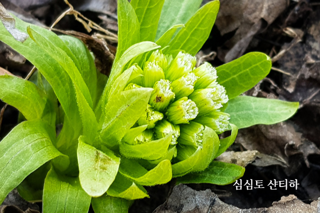 머위꽃사진