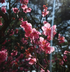  닮은 듯 다른 벚꽃과 매화꽃에 차이점