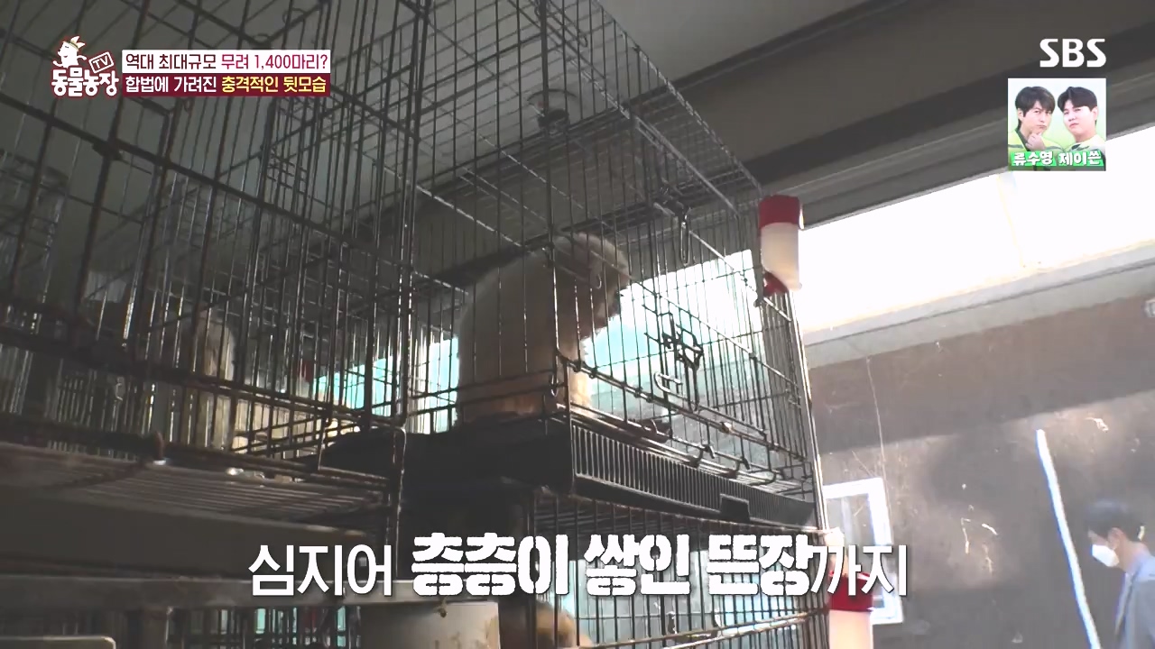 TV 동물농장.E1142.231023p-NEXT.mp4_20231022_174007.962.jpg