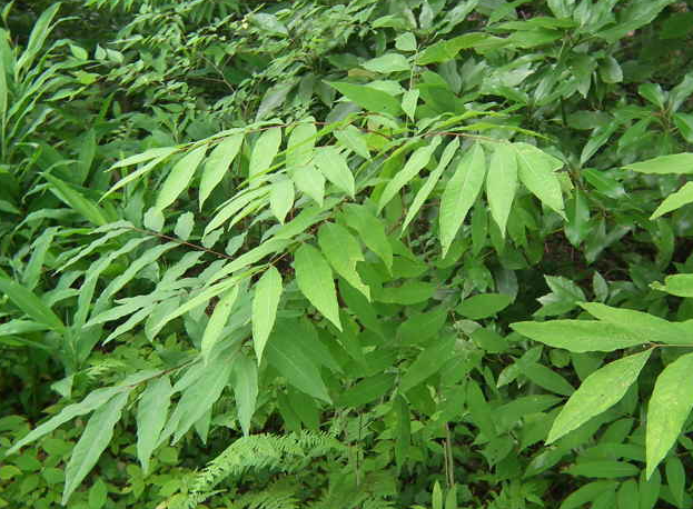 마가목 잎 1