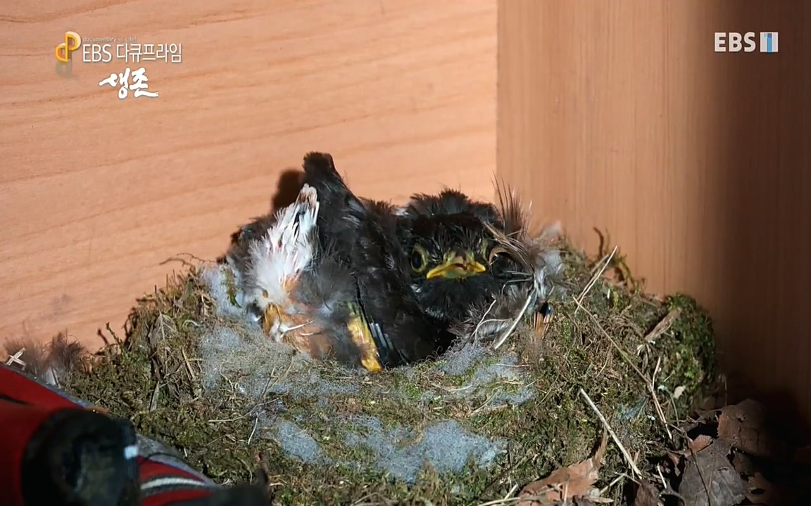 생존 3부_ EBS 다큐프라임_ 220629.avi_20220701_205003.692.jpg