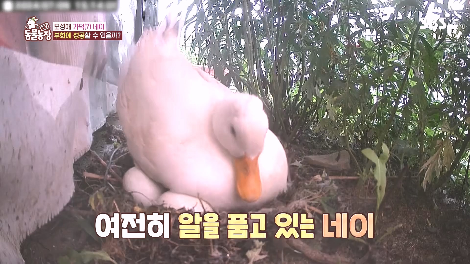 TV 동물농장.E1185.240818p.H264-F1RST.mp4_20240818_161605.793.jpg