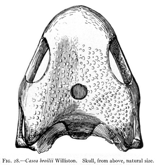 파충류의 두정안의 위치를 알수있는 두개골의 이미지