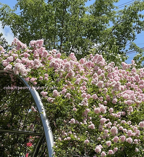 울산 대공원 장미 아치.