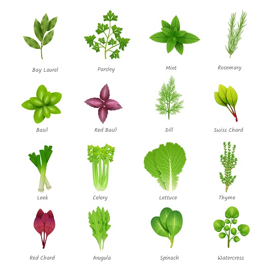 chlorella