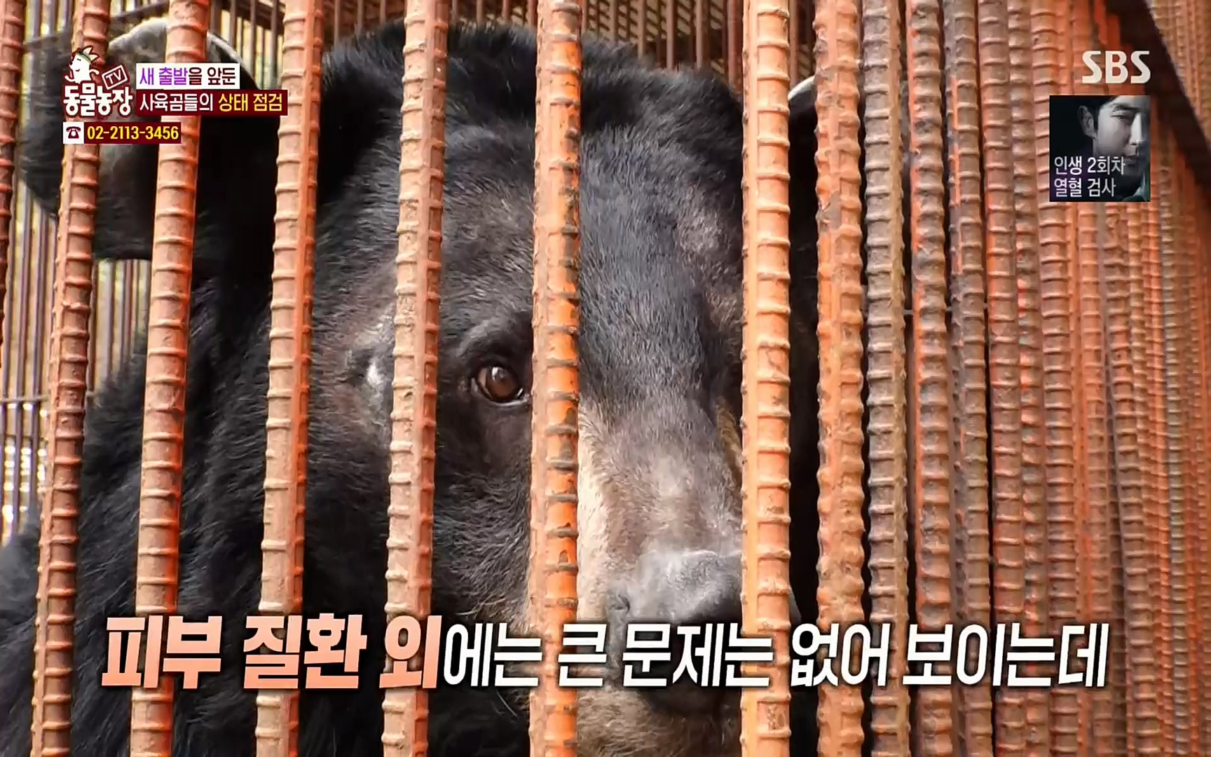 TV 동물농장.E1063.220403p.H264-F1RST.mp4_20220403_175124.540.jpg
