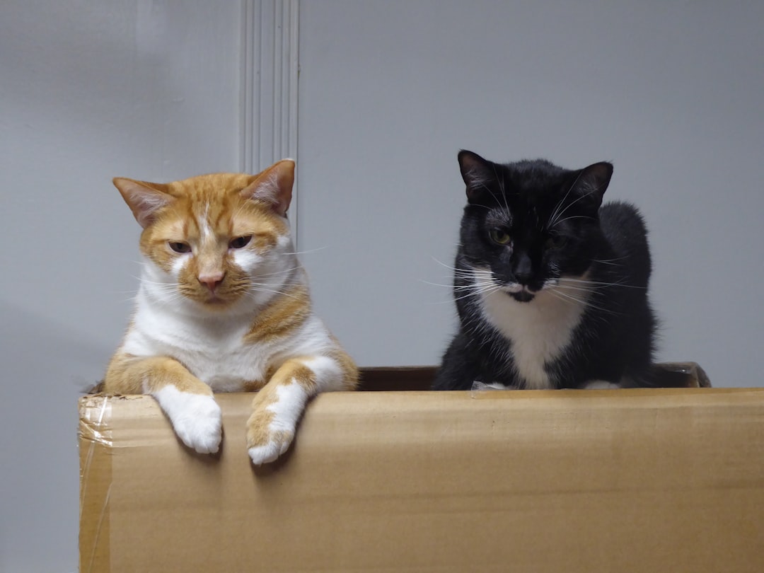 American Shorthair