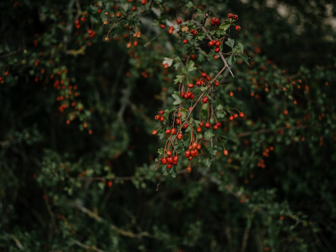 Mistletoe