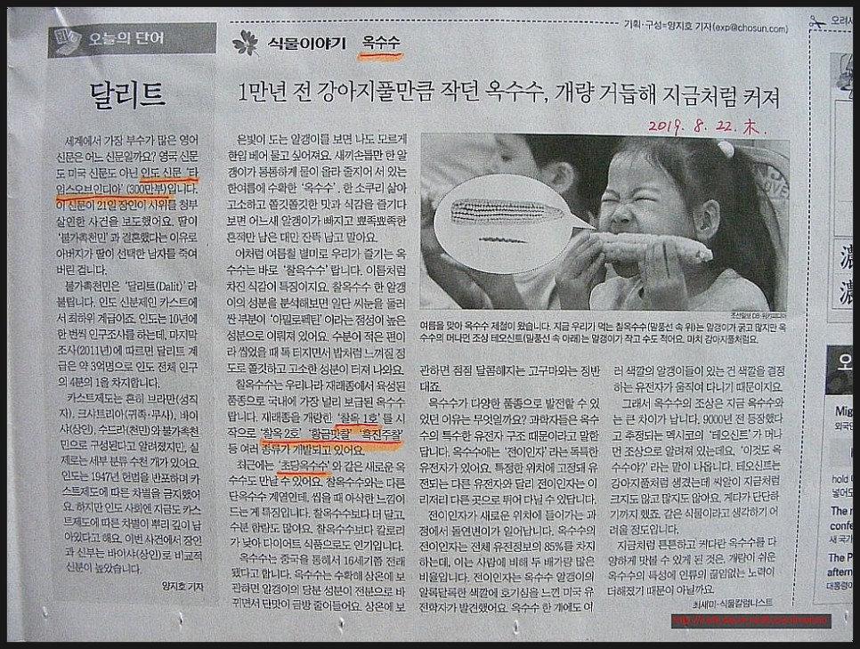 옥수수와 옥수수 가루 추억 // 손자에게 보내는 편지 (제375호) 11