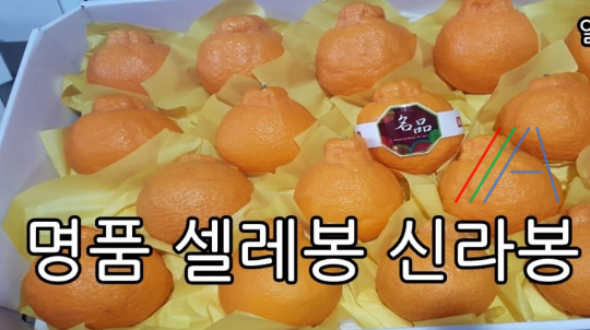 한라봉관광 이미지