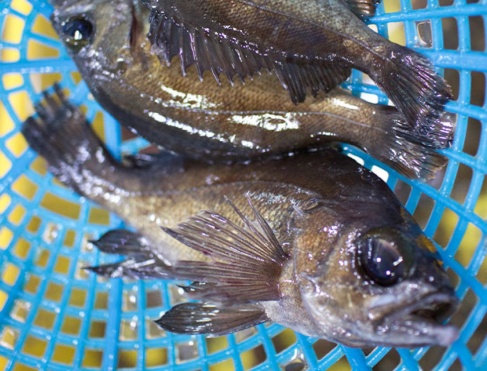 볼락의 맛