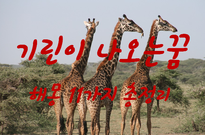  기린꿈 해몽 11가지 총정리