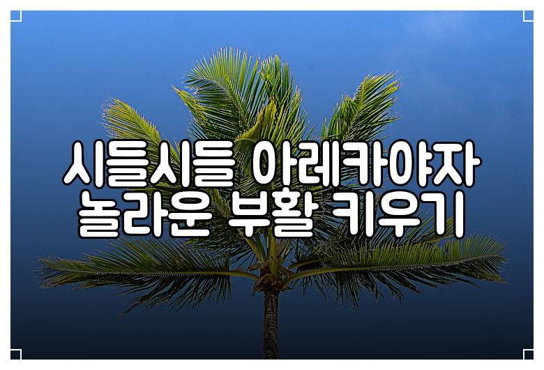 시들시들 아레카야자 놀라운 부활 키우기