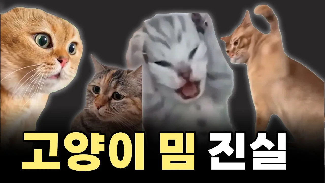 밈 의미 사례_1