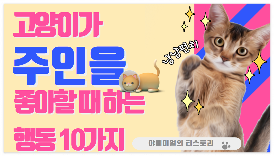  고양이가 주인을 좋아할 때 하는 행동 10가지
