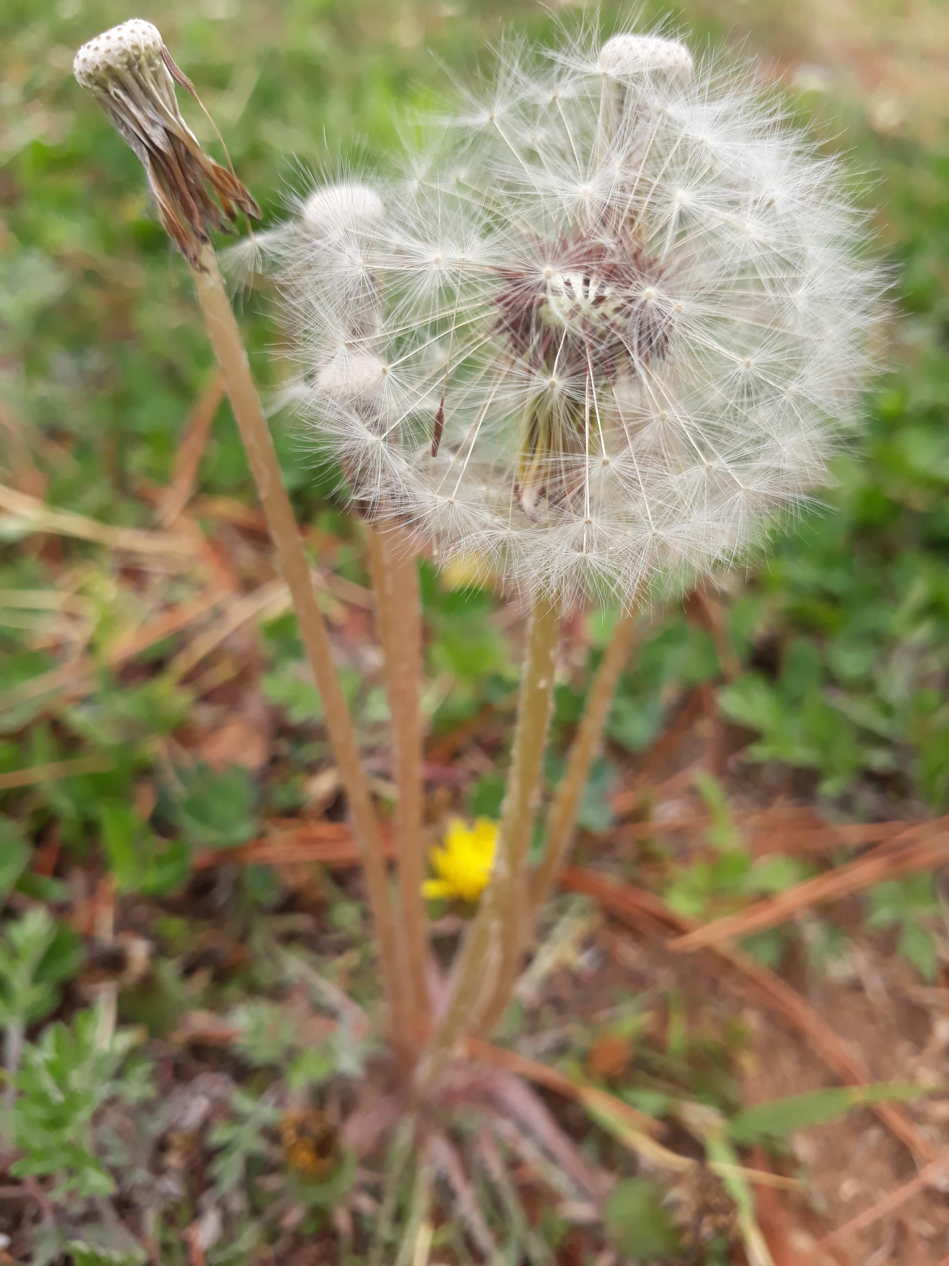  민들레 홀씨