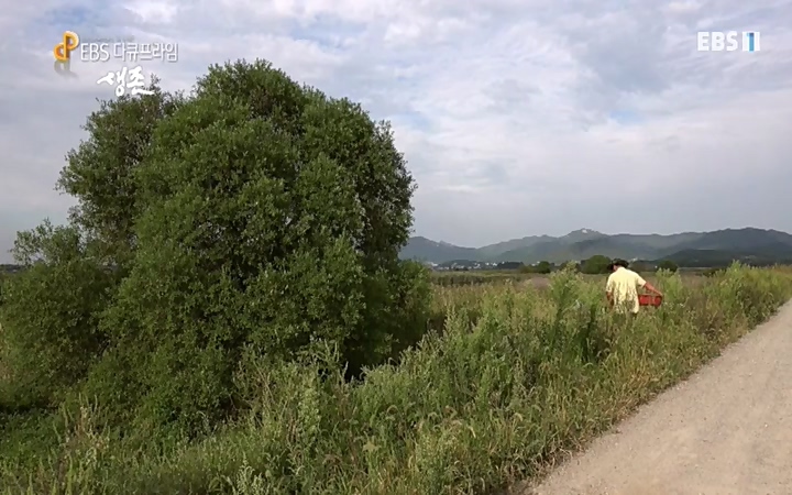 EBS 다큐프라임_ 220628.avi_20220629_210207.917.jpg