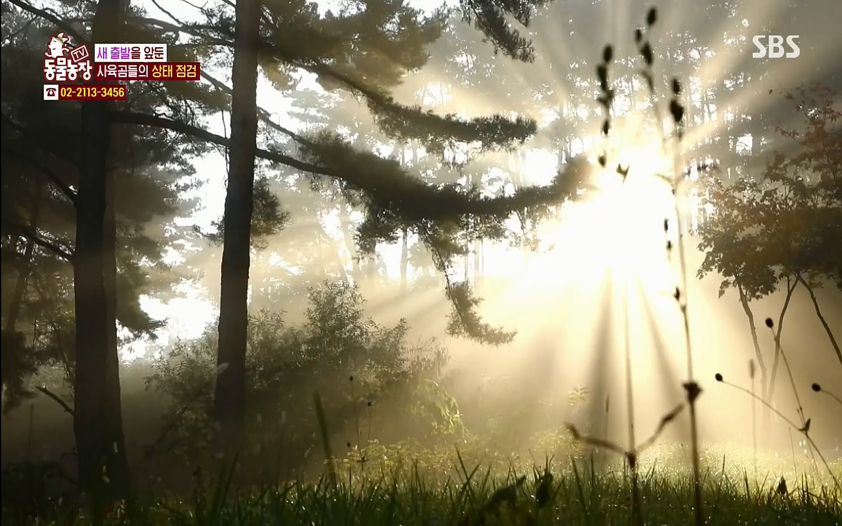 TV 동물농장.E1063.220403p.H264-F1RST.mp4_20220403_175126.744.jpg