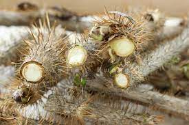 가시오가피의 12가지 장점 24