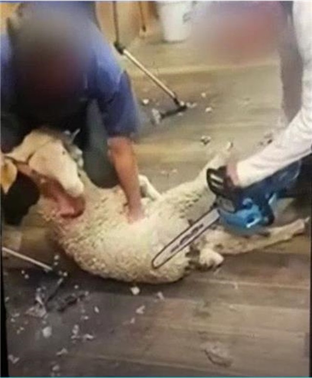  호주 전기톱으로 양털 깎기 영상.. 동물학대 처벌 논란.
