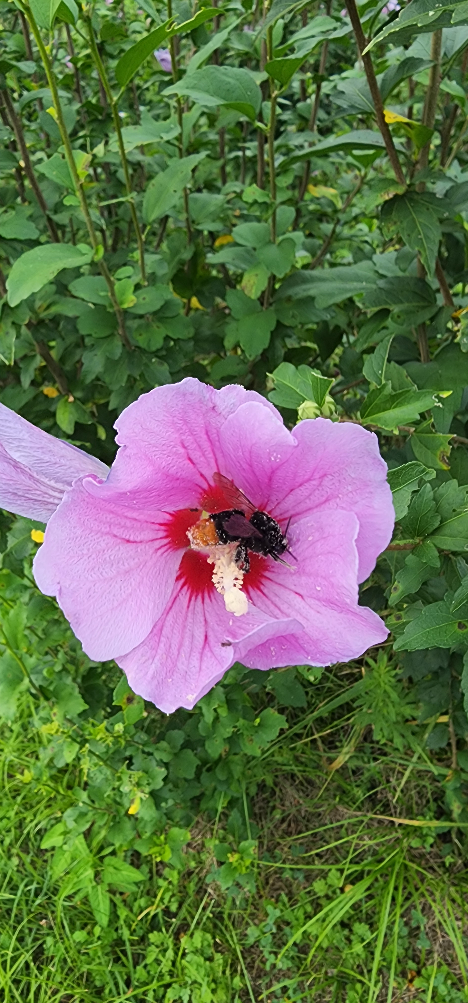  무궁화꽃