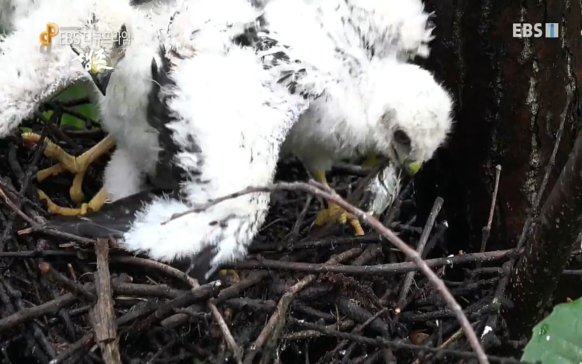 생존 3부_ EBS 다큐프라임_ 220629.avi_20220701_210800.119.jpg