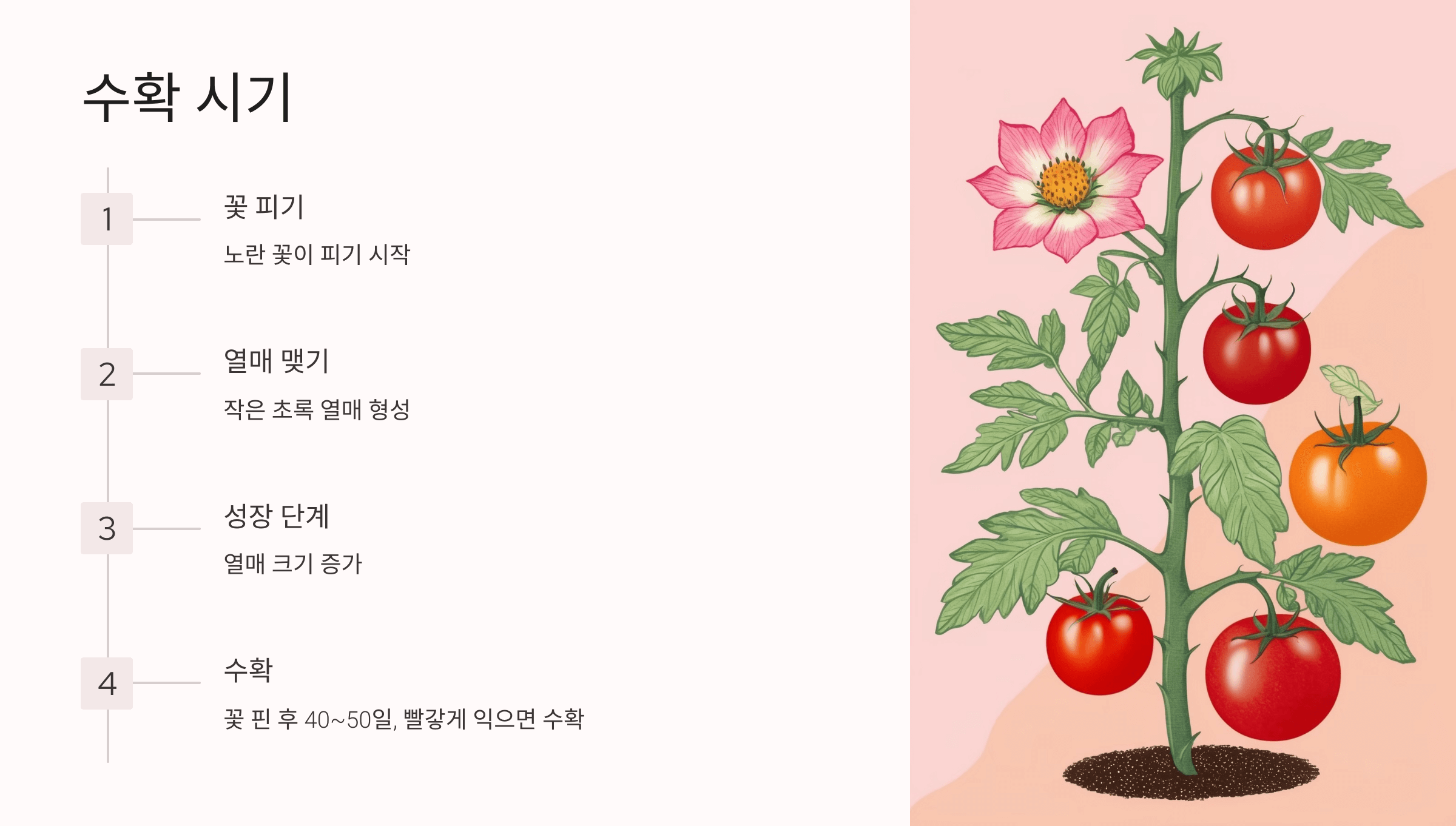 토마토 사진입니다.