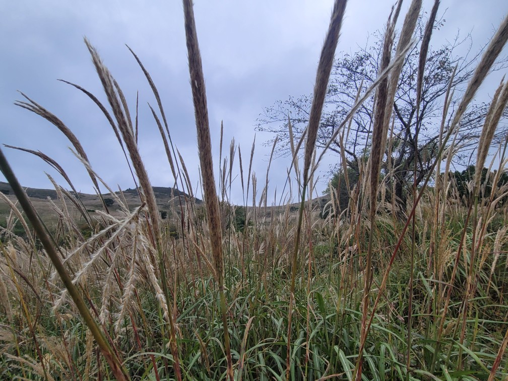 합천 황매산 억새 축제