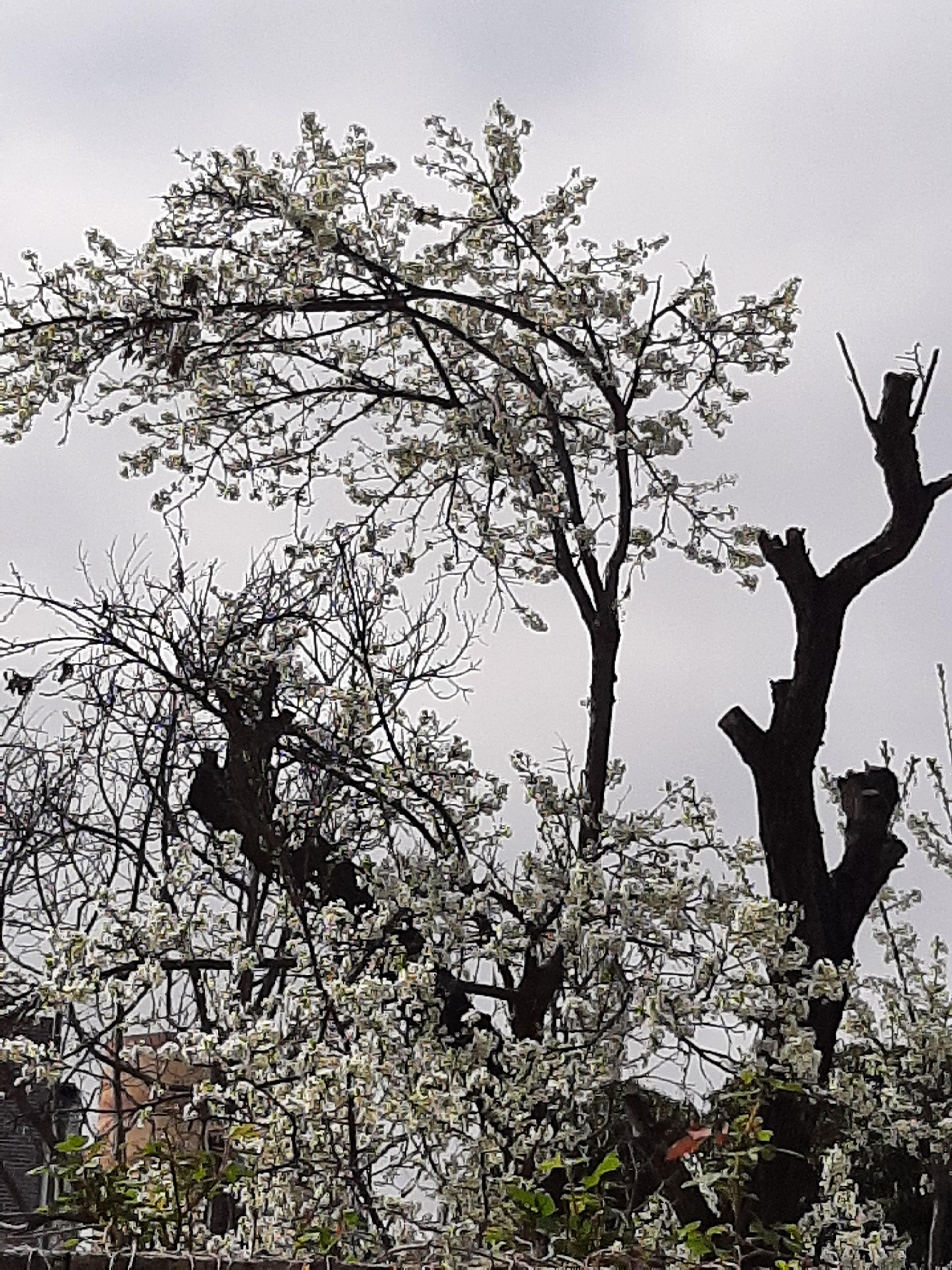 봄꽃 목련과 벚꽃이 한창입니다 / 꽃길만 걸으면 (03/23/22) 1