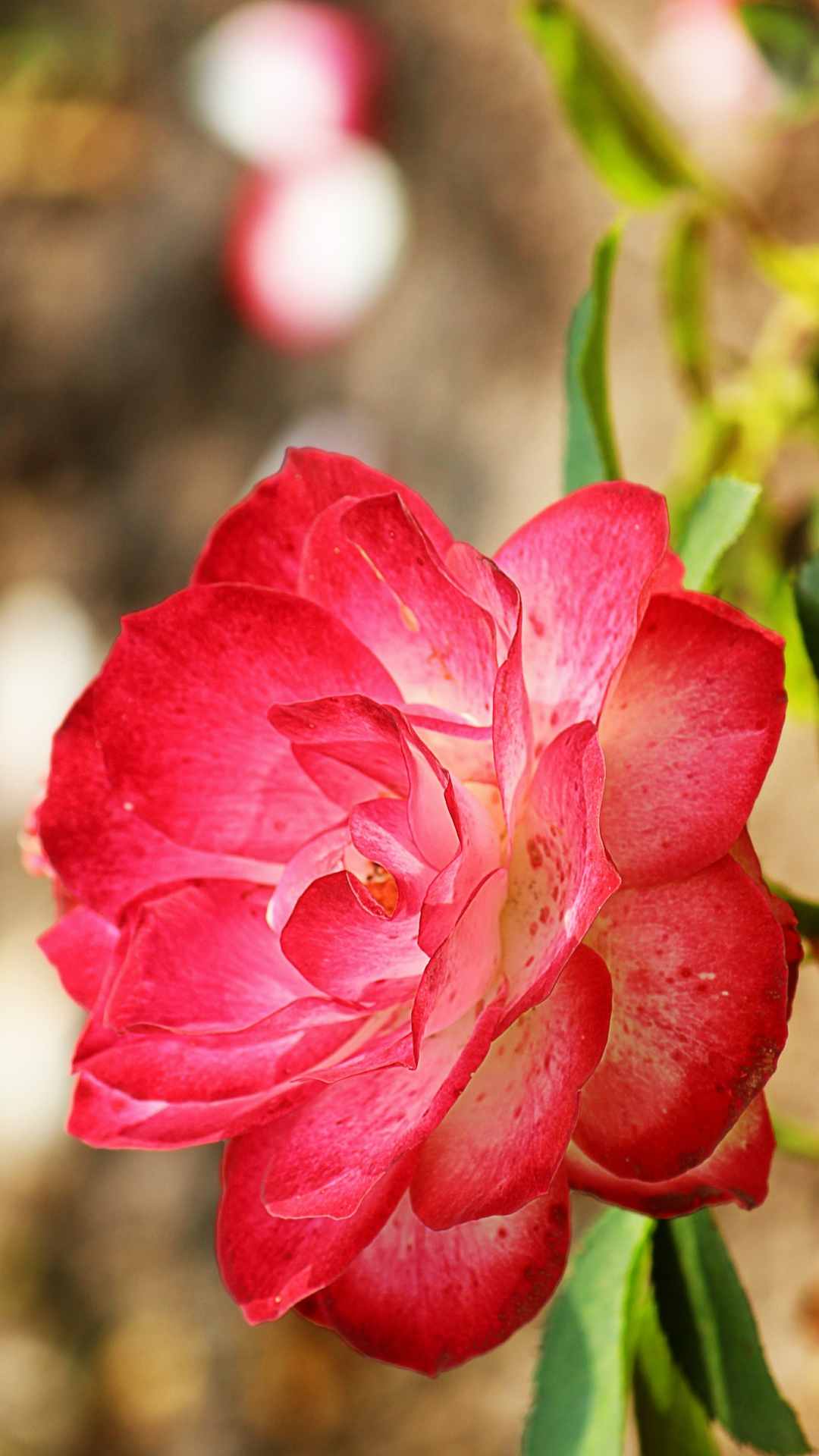 Rose Flower iPhone Wallpaper