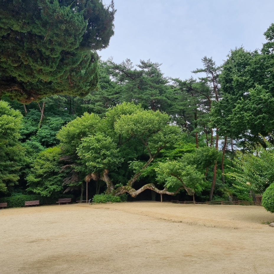도산서원 앞마당