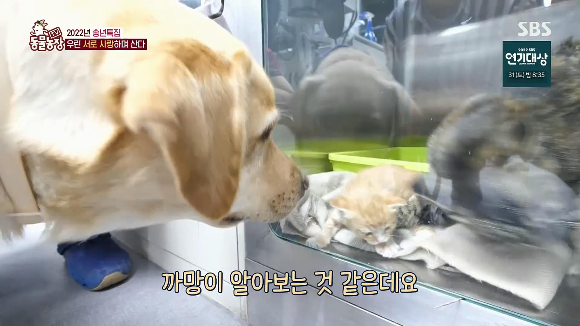 TV 동물농장.E1101.221225p.H264-F1RST.mp4_20221225_190256.325.jpg
