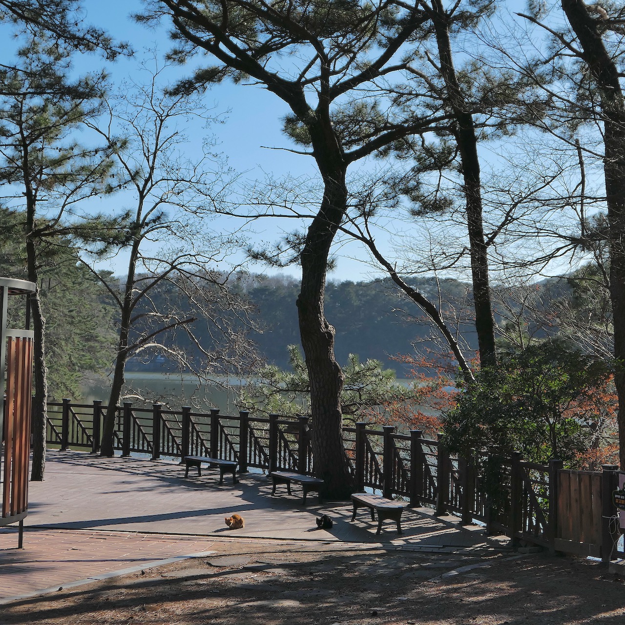 키드키득 파크 옆에서 고양이들이 햇볕에 식빵을 굽고 있었습니다