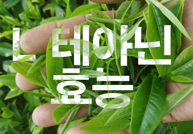 L 테아닌 효능 스트레스 해소 영양제