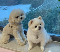  강아지 건강을 챙기는 7가지 방법