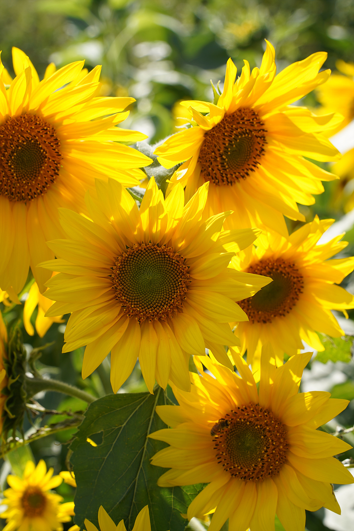 sun flowers