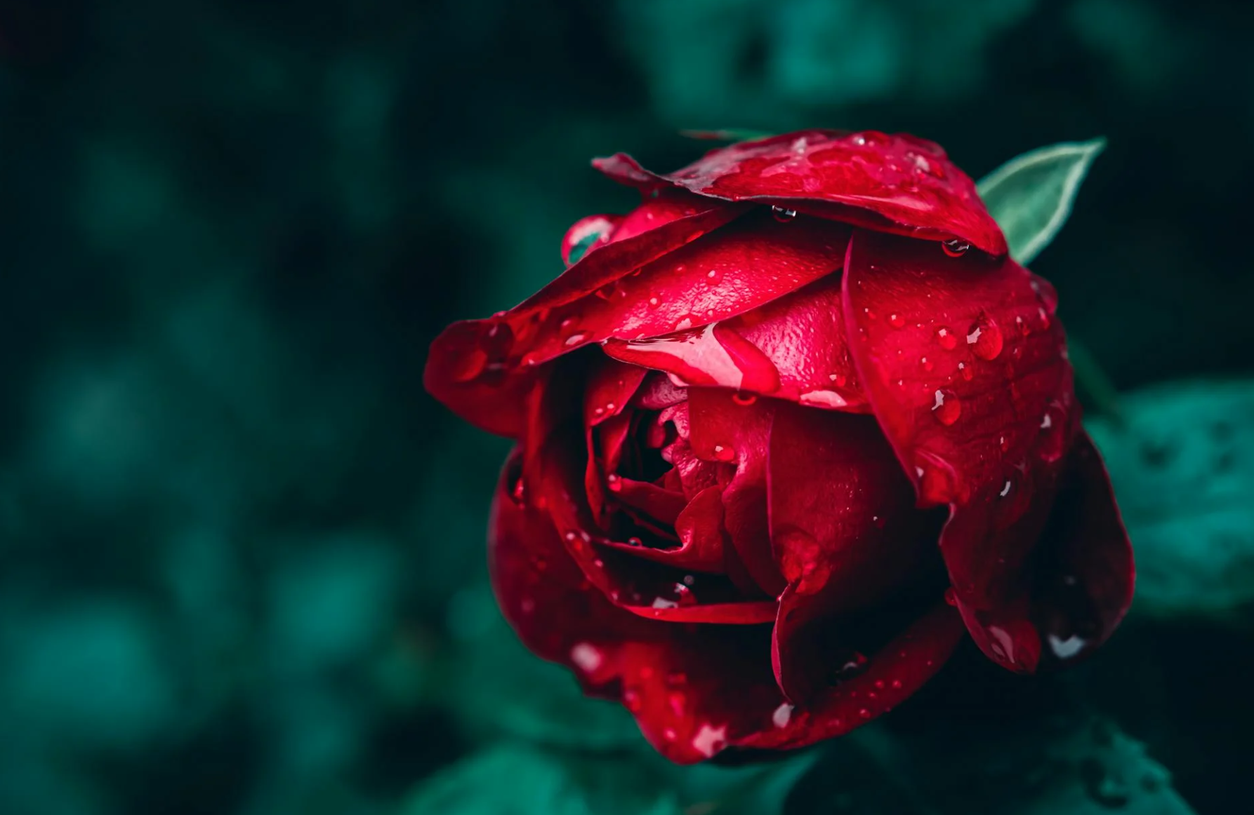 &lt;/img src=&quot;주소&quot; alt=&quot;붉은 장미&quot; &gt;