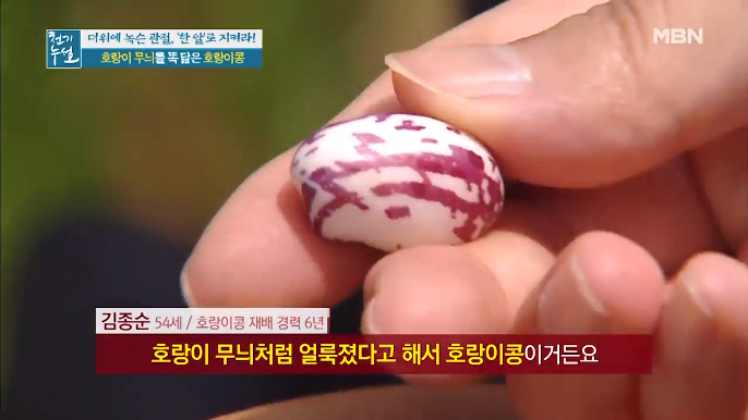  호랑이 콩(호랑이 강낭콩)의 효능