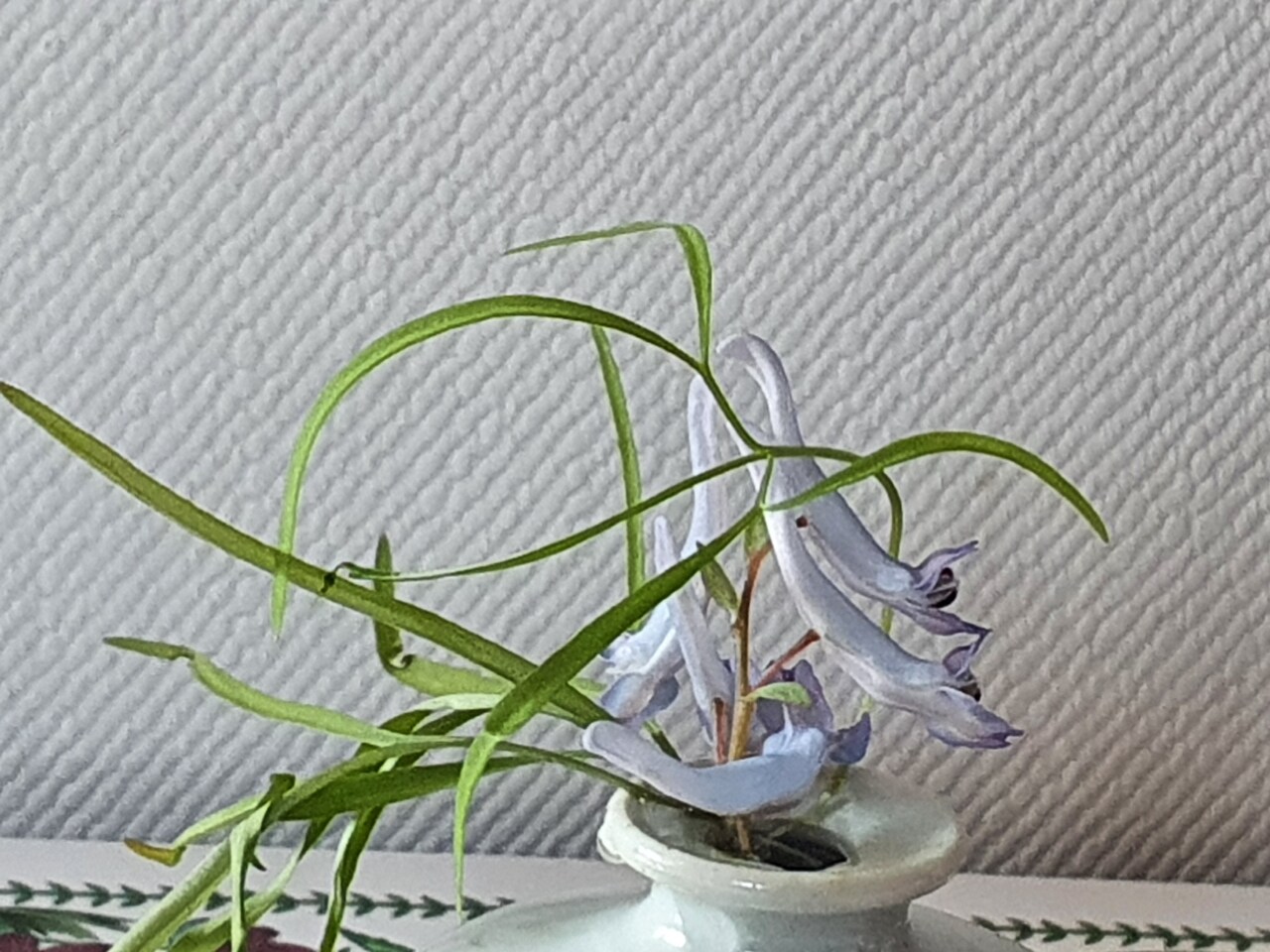댓잎 현호색 꽃