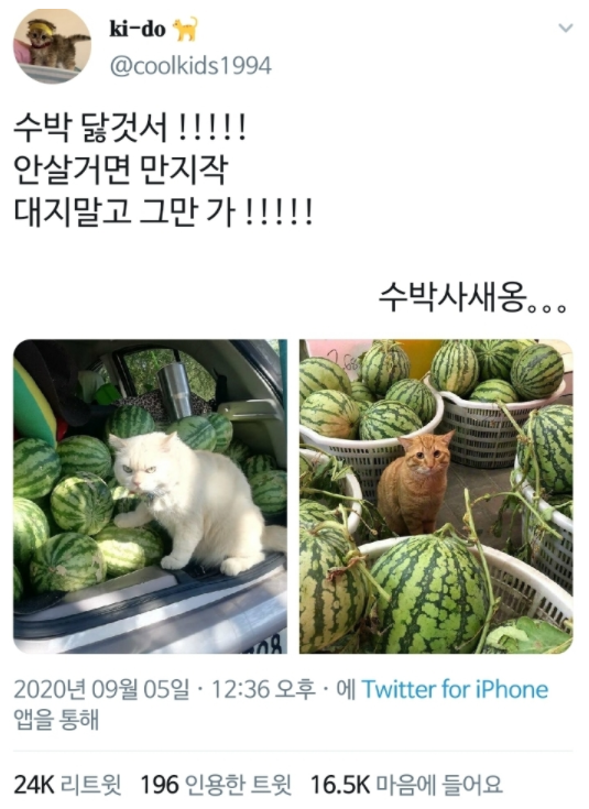  수박 닳것서!!