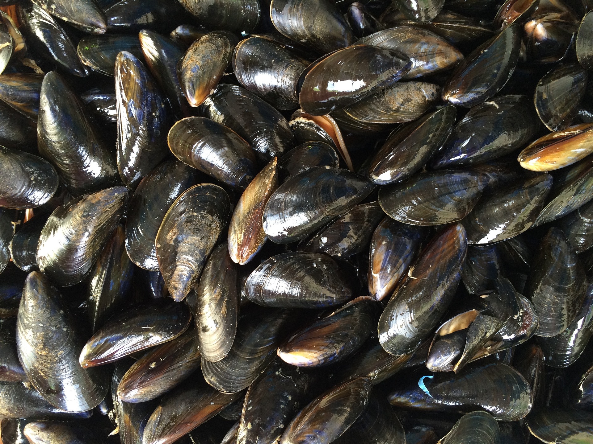 mussels-홍합