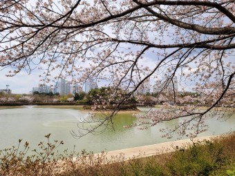 벚꽃 명소