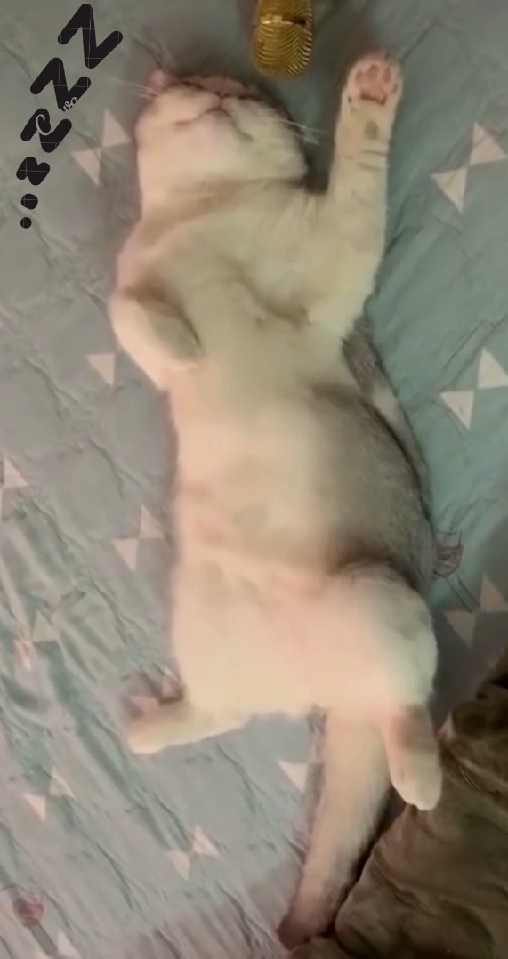  [짤] 냥냥이 코고는 소리