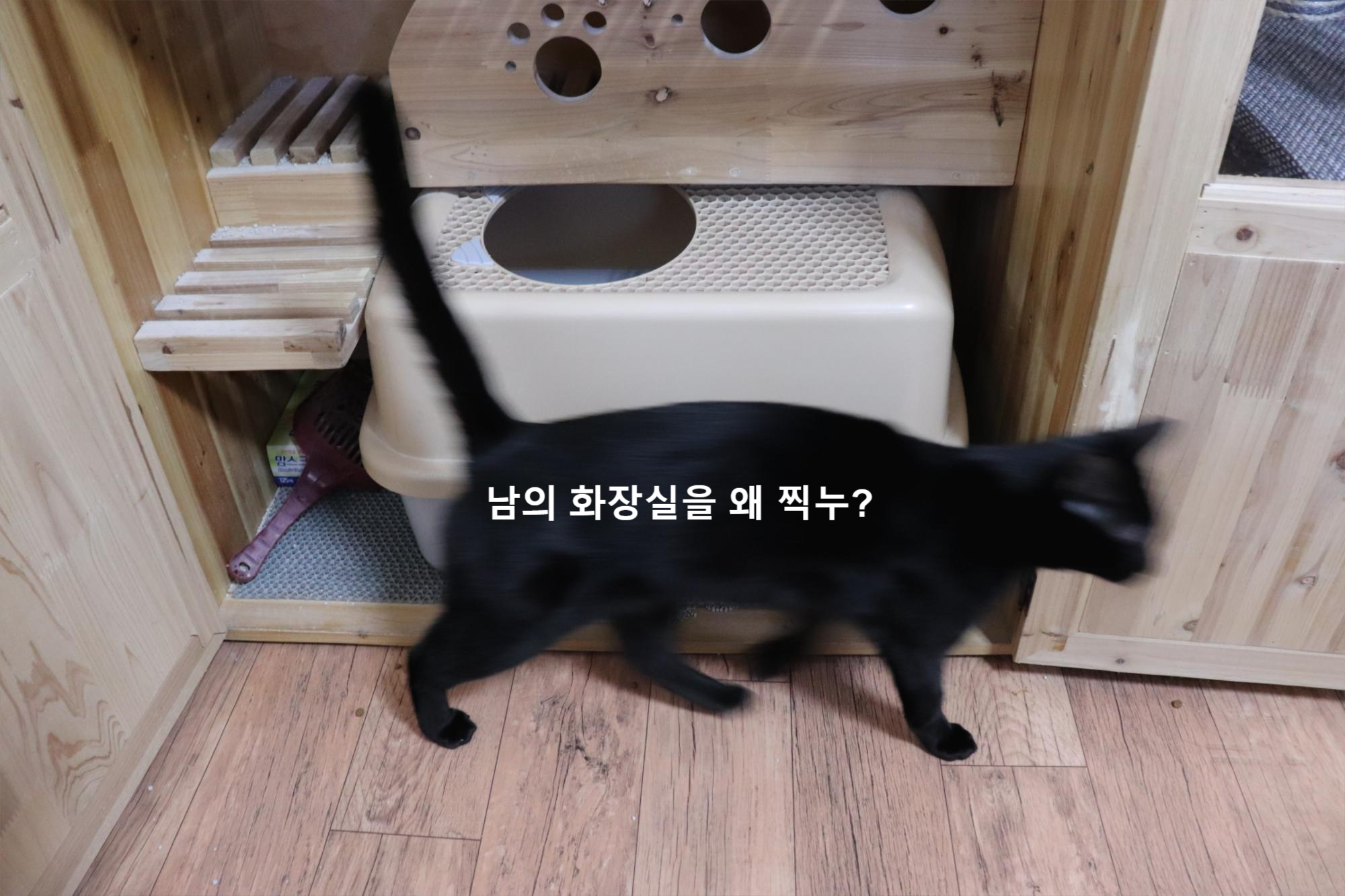  고양이 화장실 청소법,  고양이 똥오줌 치우는 방법, 고양이 화장실 청소 Tip(벤토나이트)