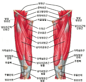 사람의 허벅지 근육의 부위별 명칭을 설명하고 있다