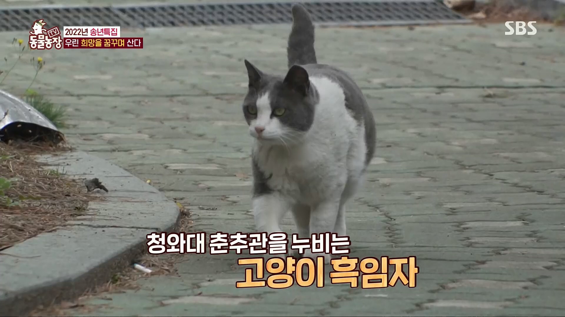TV 동물농장.E1101.221225p.H264-F1RST.mp4_20221225_190301.479.jpg