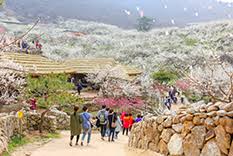 광양매화축제