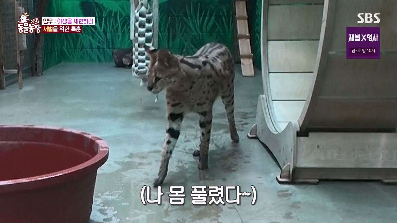 TV 동물농장.E1156.240129p-NEXT.mp4_20240128_191737.261.jpg