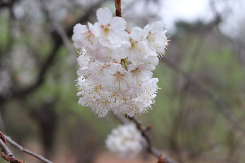홍릉시험림(홍릉수목원) #페이지 토.일요일서울가볼만한곳 35