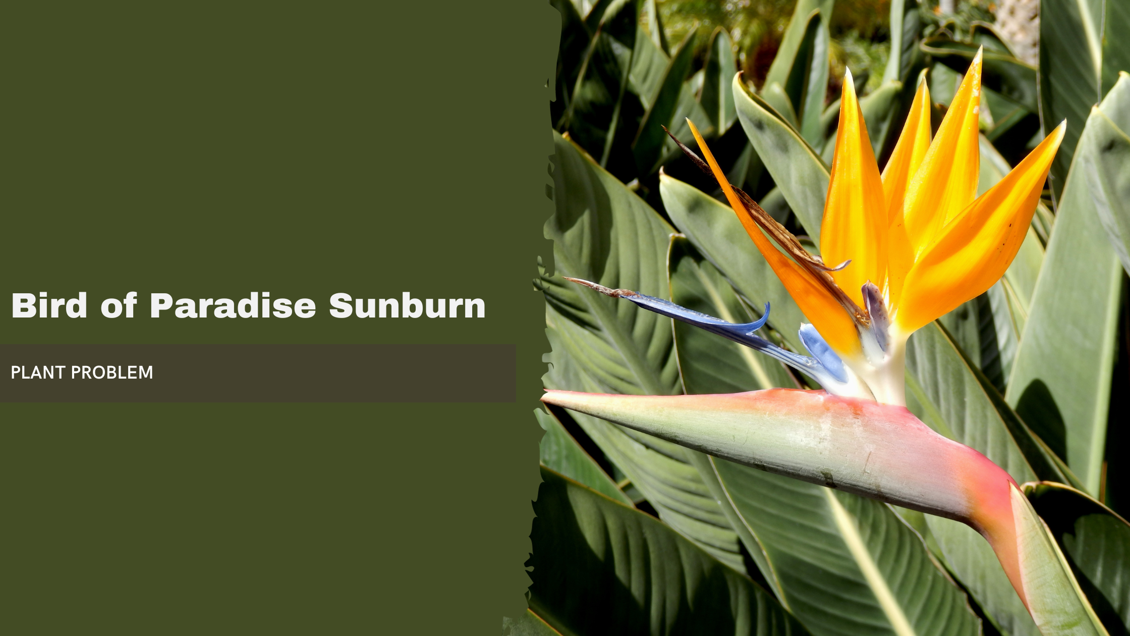 Bird of Paradise Sunburn